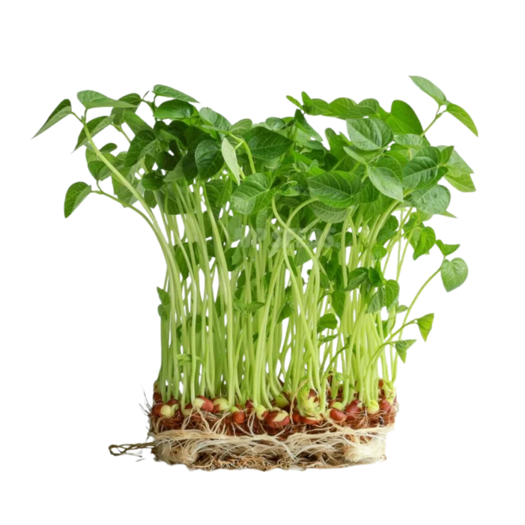 Adzukibönor – frön till groddar och microgreens