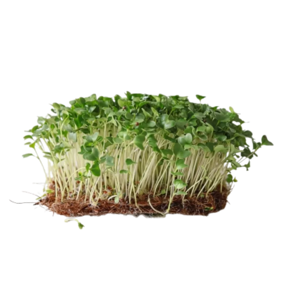Broccoli Calabrese – frön för microgreens