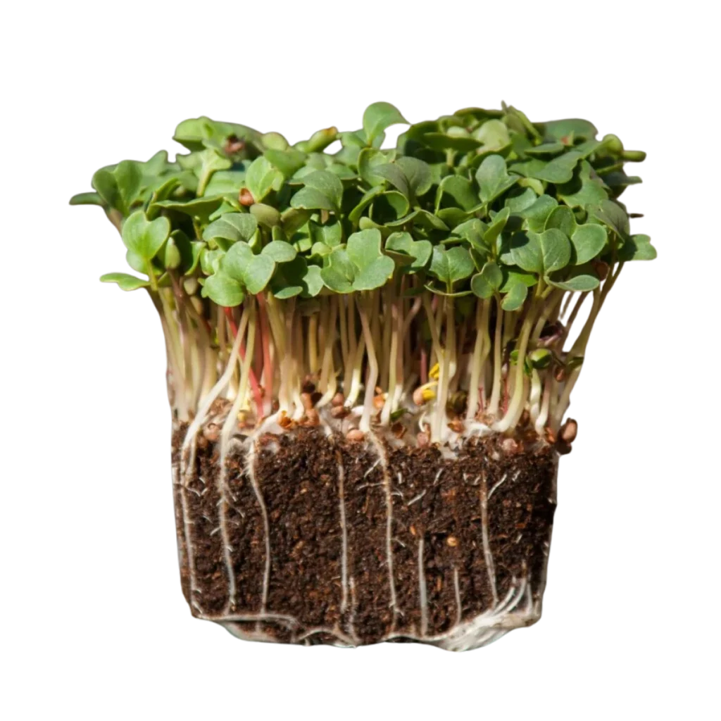 Daikonrättika – frön för microgreens