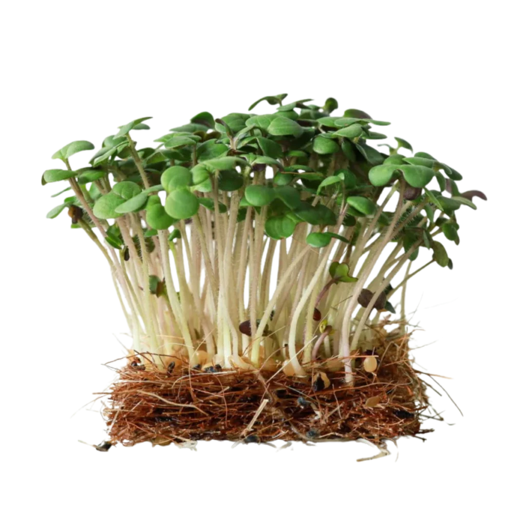 Vit senap – frön till microgreens