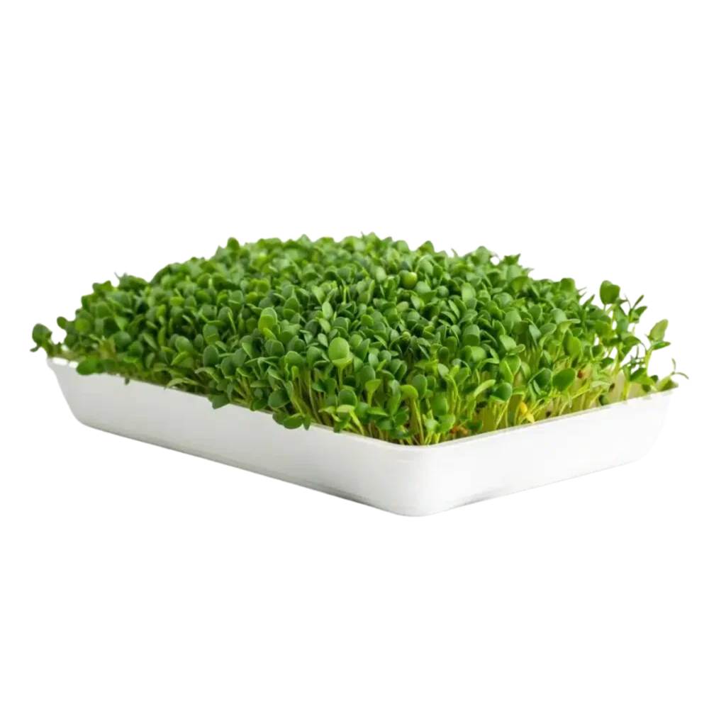 klöverfrön – frön till microgreens