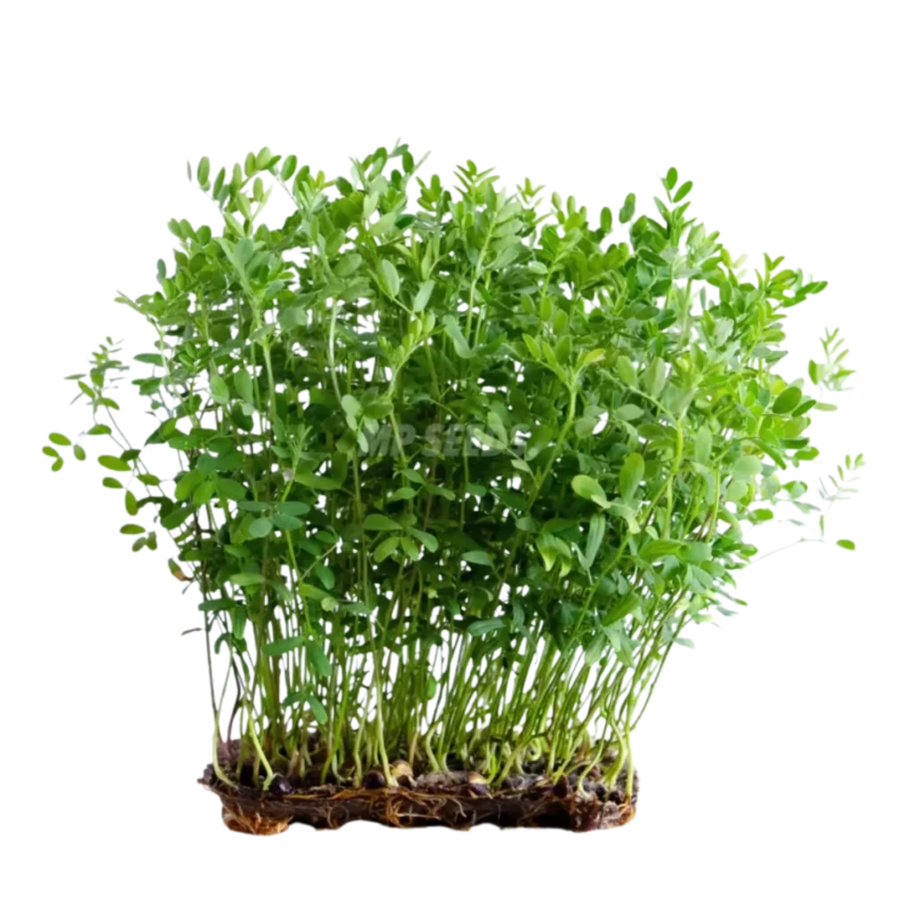 linser – frön för groddar och microgreens