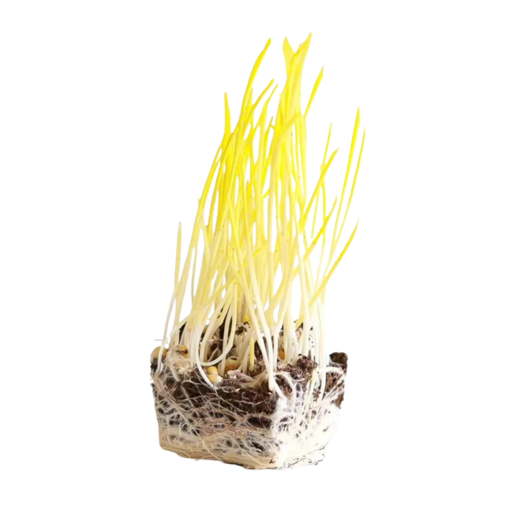 Majs – frön för microgreens
