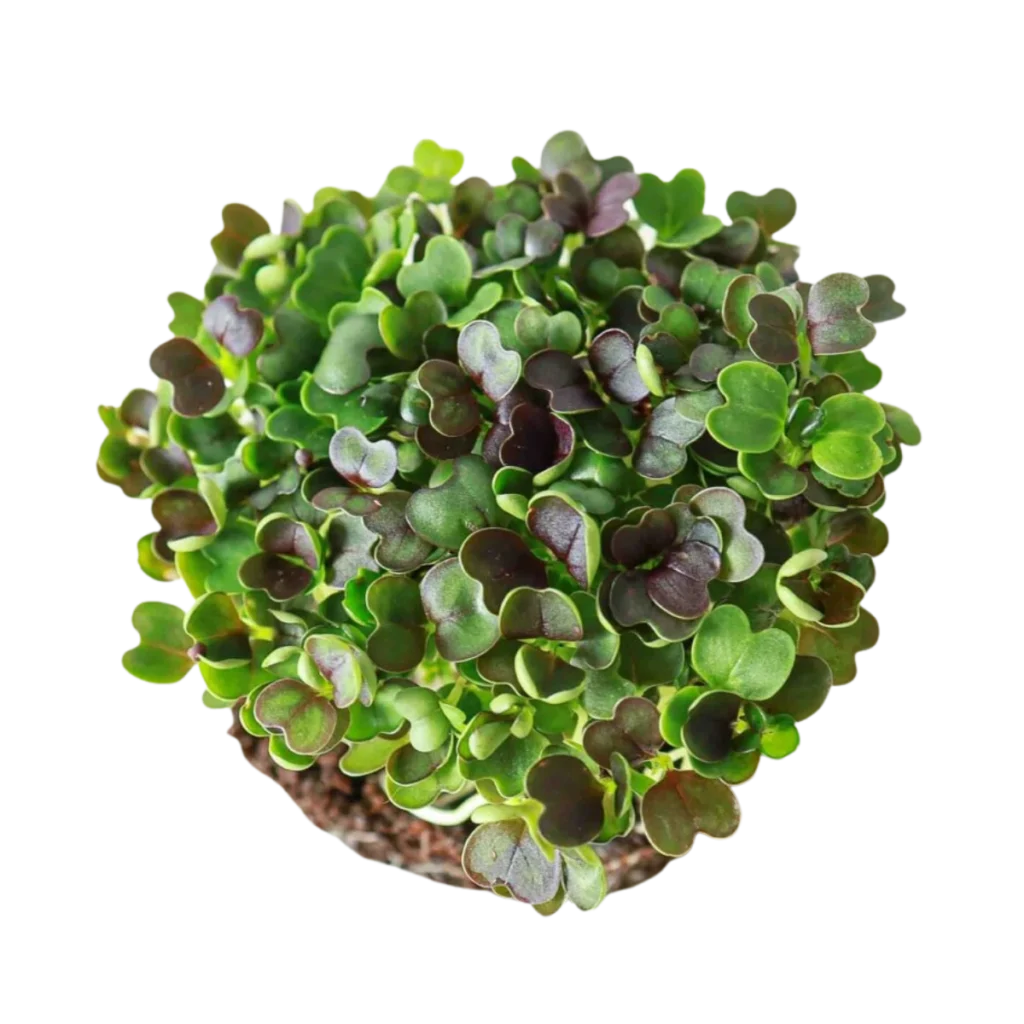 Röd Pak Choi – frön till microgreens