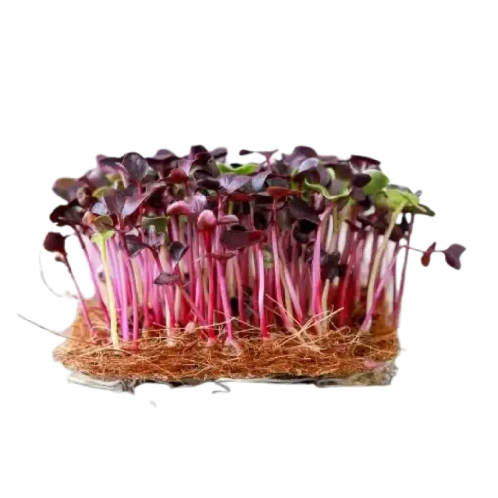 Röd Rambo-rädisa – frön till microgreens