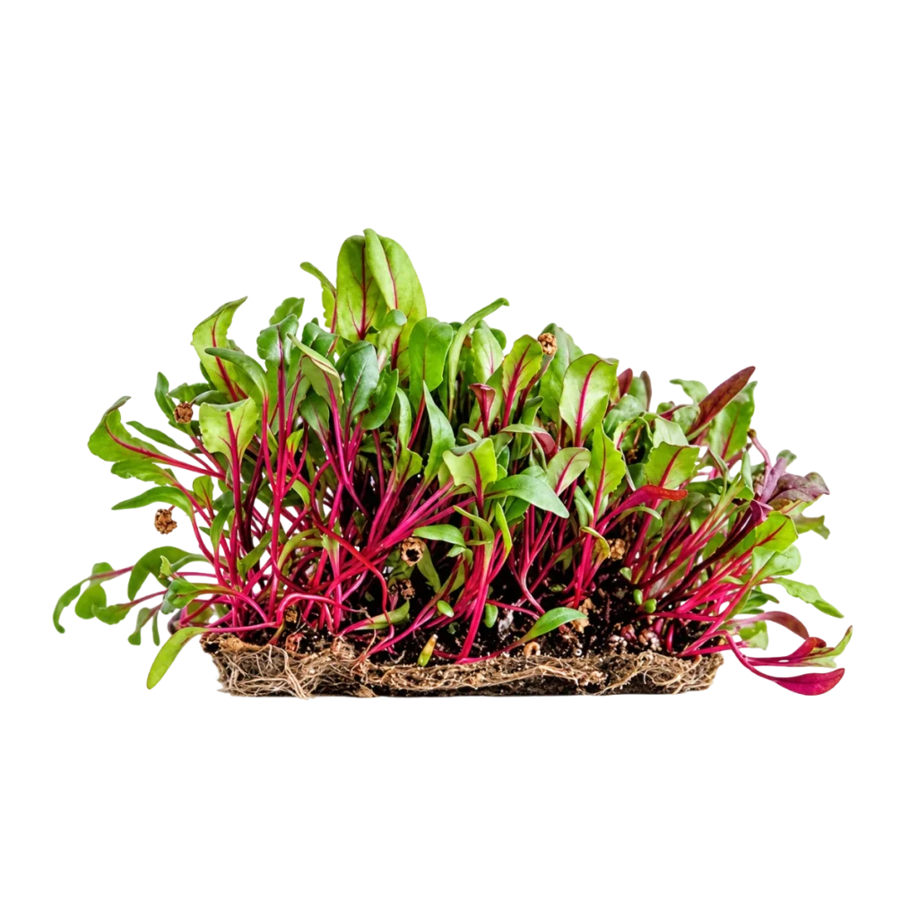 Rödbeta – frön för microgreens