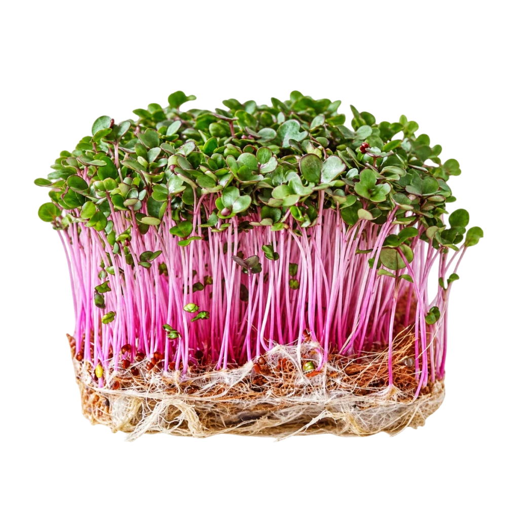 Rödkål – frön till microgreens