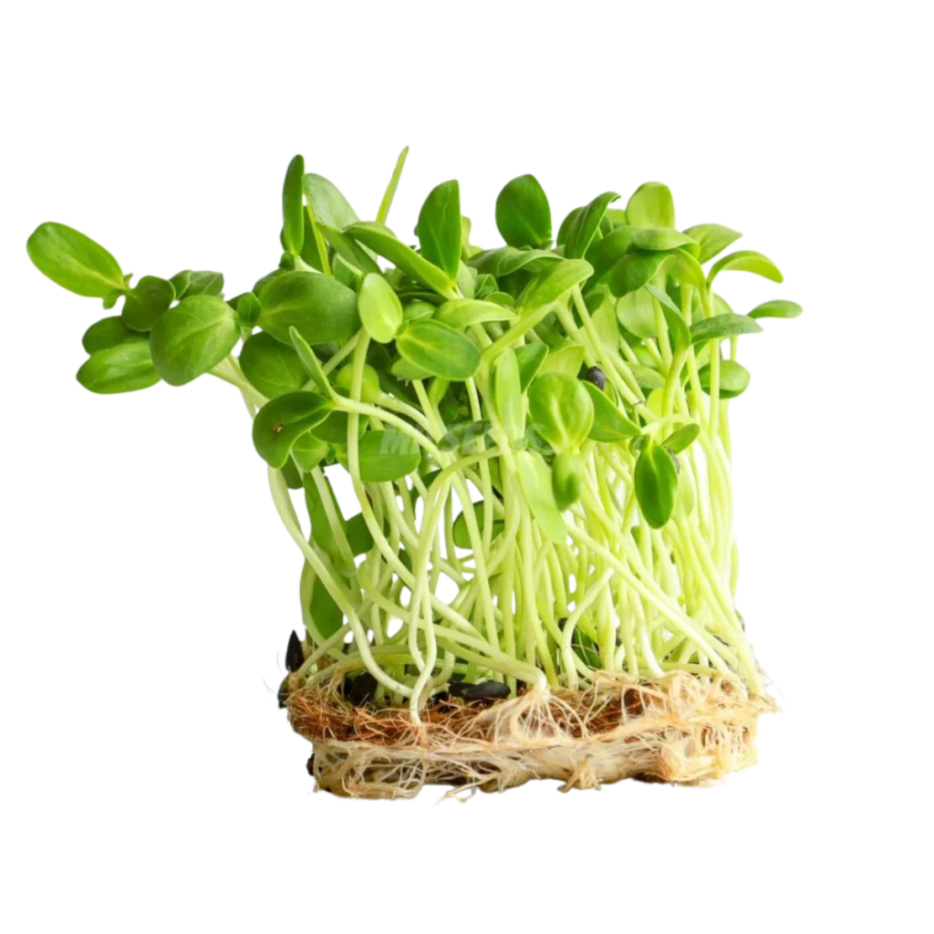 Solros Big – frön till microgreens