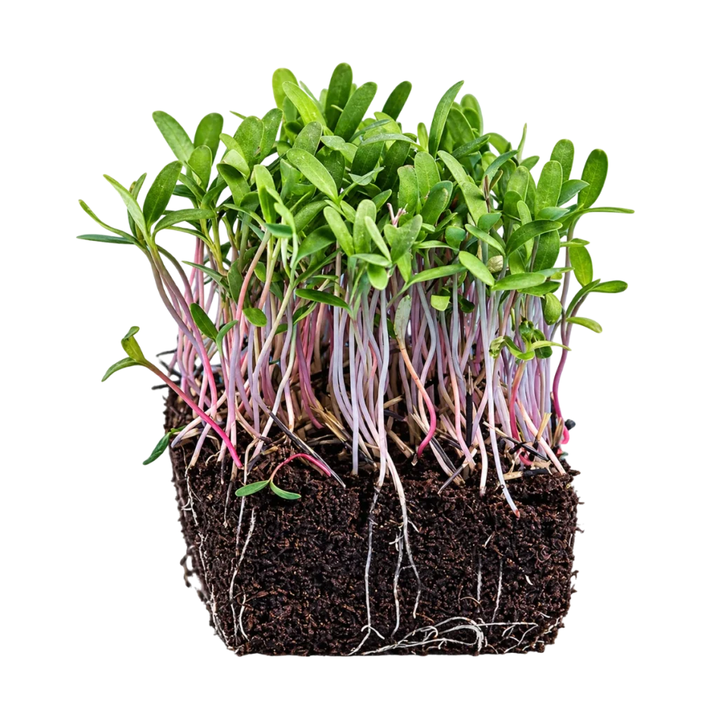 Tagetes Pink – microgreensfrön